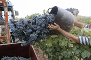 Recogida de uva en la comarca del Arlanza.-ECB