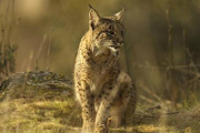 Lince ibérico.-Foto: FERRAN AGUILAR