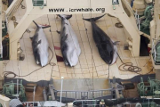 Ballenas capturadas por un pesquero japonés-EFE / TIM WATTERS