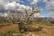 Los cerezos ya presentan un excelente aspecto en las zonas más altas del valle caderechiano.-G.G.