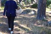 Una mujer busca setas en la comarca de Pinares durante la campaña pasada, también desastrosa.-R.F.