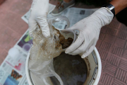 Preparación de una bomba de excrementos, esta semana en Caracas.-CHRISTIAN VERON