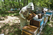 Los apicultores burgaleses confiesan sentirse abandonados a pesar de que su labor es vital en el mundo rural. ECB