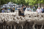 Un ganadero reclama actuaciones en favor de la Cañada Real Burgalesa.-ECB