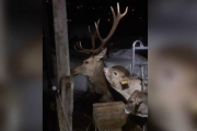 Captura del vídeo donde se ve una ternera lamiéndole la oreja al ciervo.-VIDEO TAPE