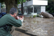 Un hombre disparando tranquilizantes a un hipopótamo en las calles inundadas de Tiflis.-Foto:  EFE / GOBIERNO DE GEORGIA