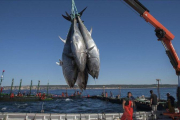Marineros de Barbate, Cádiz, trabajan en la captura del atún rojo. /-ROMÁN RÍOS (EFE)