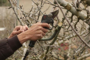 Los trabajos de poda en los frutales marcan el inicio de la campaña anual en el valle.-G.G.