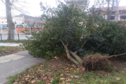 El árbol caído junto al paso de peatones de la calle Cartuja.-ECB