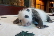Las primeras damas de EEUU y China han bautizado como Bei bei (pequeño tesoro) a un panda gigante nacido en el zoo de Washington.-ATLAS