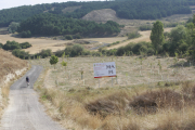 Zona reforestada en Villatoro dentro del Cinturón Verde de Burgos, que contará con 860 hectáreas después de su próxima ampliación.  R, OCHOA-min