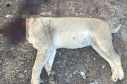 Uno de los leones descuartizados en el zoo de Pretoria.-EL PERIÓDICO
