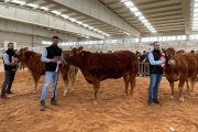 Aitor Sainz Maza, de Granja el Arenón (derecha),  en la última edición del Salón del Vacuno de Salamanca con el ejemplar de raza limusina que obtuvo el primer premio. / FOTOS: GRANJA EL ARENÓN