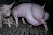 Un cerdo con deformidades en una granja de Arauzo de Torre.