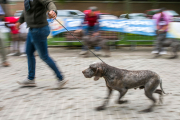 Monográfica 2024 organizada por el Club Español de Amigos del Perro Perdiguero de Burgos.