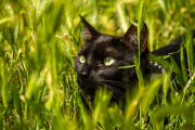 Mäsëräti, un gato rescatado,  Fotografía ganadora de uno de los premios.