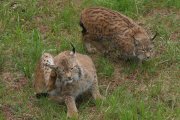 Ejemplares de lince ibérico en cautividad.