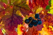 Imagen de un viñedo de la Ribera del Duero