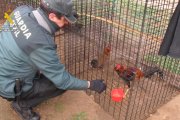 Jaula con gallos localizados en el criadero ilegal de Tudela.