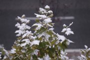 Archivo - Nieve, helada, frío, invierno, nevada.