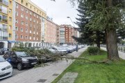 Una rama caída sobre varios vehículos en un día de viento, en la avenida Reyes Católicos de Burgos.