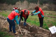 Voluntarios de Alcampo inician la transformación de una finca baldía en un bosque comestible en Rucandio.