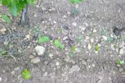 Archivo - Efectos del pedrisco en la uva.