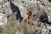 Archivo - Un lobo ibérico del Centro del Lobo Ibérico en localidad de Robledo de Sanabria, en plena Sierra de la Culebra.