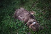 Oso muerto.