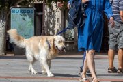 Un perro pasea con su propietario por una céntrica calle de la capital burgalesa.