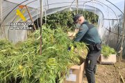 La Guardia Civil desmantela un invernadero con 72 kilos de marihuana en Burgos.