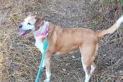 Imagen de Abril difundida por Vanessa, su adoptante, y Proanbur tras su desaparición.