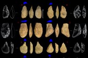 Herramientas líticas recuperadas en el yacimiento Terra Amata