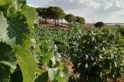 Archivo - Viñedo.