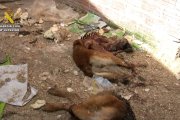 La Guardia Civil durante el desmantelamiento del 'criadero de los horrores'.
