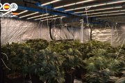 Imagen de la plantación 'indoor'.