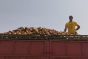 Aurelio García posa en una de sus parcelas