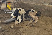 Una de las vacas que viajó en malas condiciones al matadero.