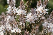 Flores de gamones en Arlanza.