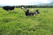 Vacas pastando en un campo.