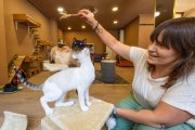 Cafelinos, el primer café con gatos de Burgos y uno de los pocos que hay en España.