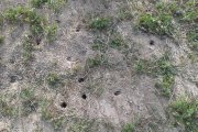 Archivo - Plaga de topillos.
