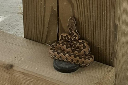 Víbora avistada en un banco de Fuentes Blancas retirada por Policía Local a mediados de mayo. POLICÍA LOCAL