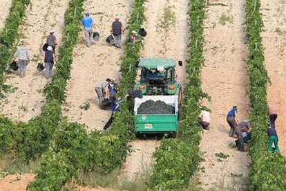Una cuadrilla de temporeros en plena vendimia en la Ribera del Duero.-L.V.