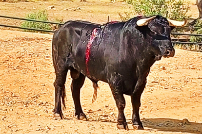 Rencoroso, el toro indultado en Burgos, ya se encuentra en la finca Lo Álvaro en Sevilla.