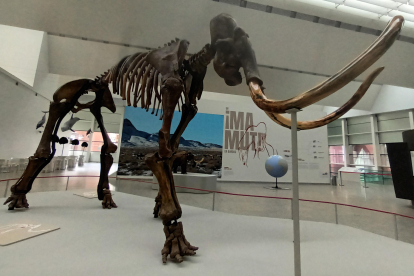 El Museo de la Evolución Humana expone un esqueleto de entre 40 000 y 50 000 años de antigüedad en su nueva exposición llamada ‘Un mamut en Burgos’.