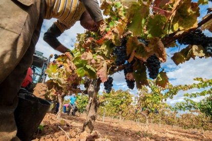 Imagen de archivo de la vendimia en Ribera