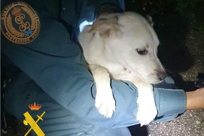 Noa, cachorra de tres meses, recién rescatada por el Seprona en Burgos.