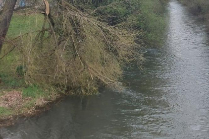 Un árbol caído en el río Arlanzón por la borrasca Nelson.
