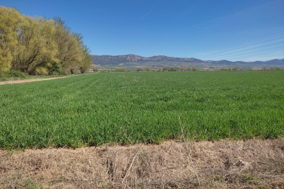 Los campos de cereal de la comarca burgalesa de La Bureba, en perfecto estado pero pendientes de la lluvia.